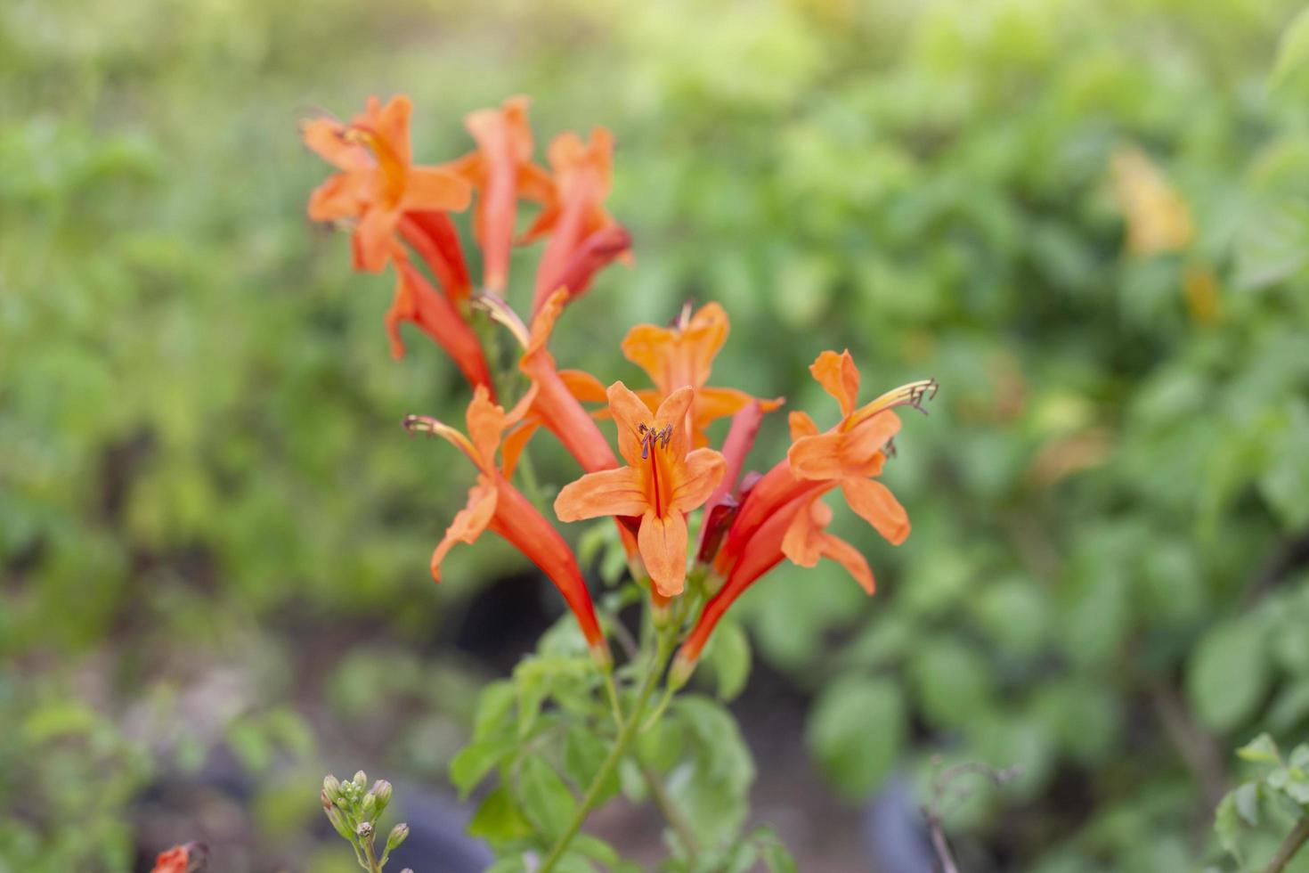 Pyrostegia venusta, Orange trumpet, Flame flower or Fire-cracker vine bloom with sunlight in the garden on blur nature background. photo