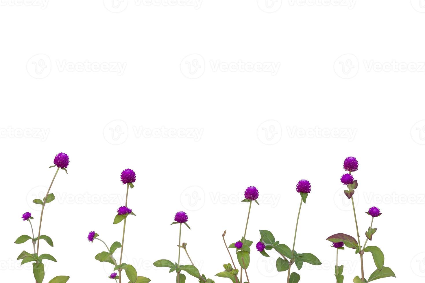 Purple Globe Amaranth or Bachelor Button flower bloom isolate on white background included clipping path. photo