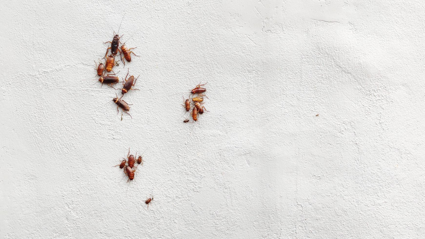 Group of cockroaches on plaster wall. photo