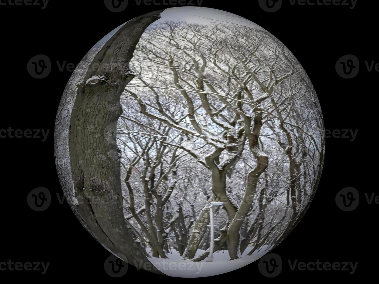 Digital Illustration Trees Circle Background photo