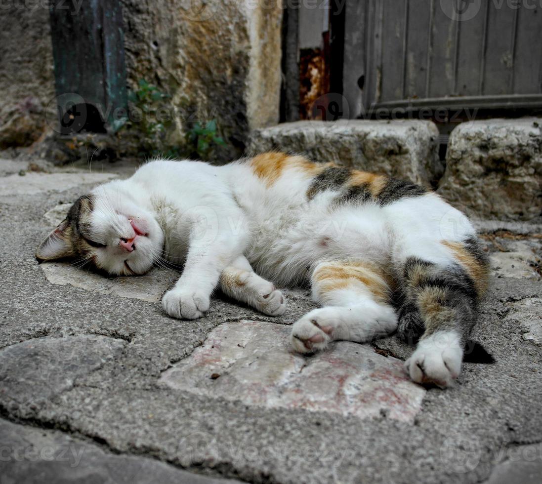 Cute stray cat relaxing on the road photo