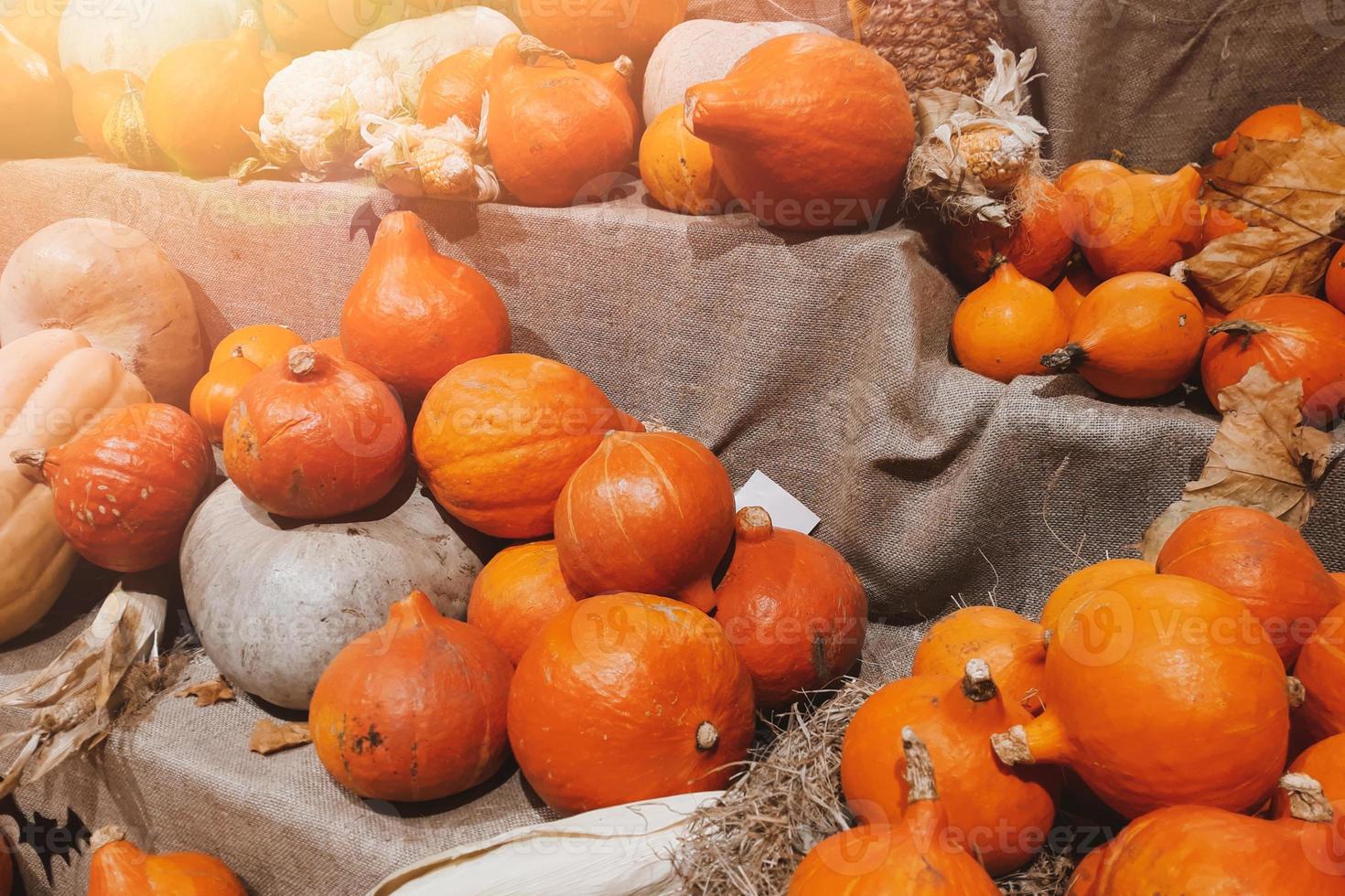 calabazas frescas en el mercado de agricultores en el campo. cosecha, halloween y símbolo de acción de gracias. foto