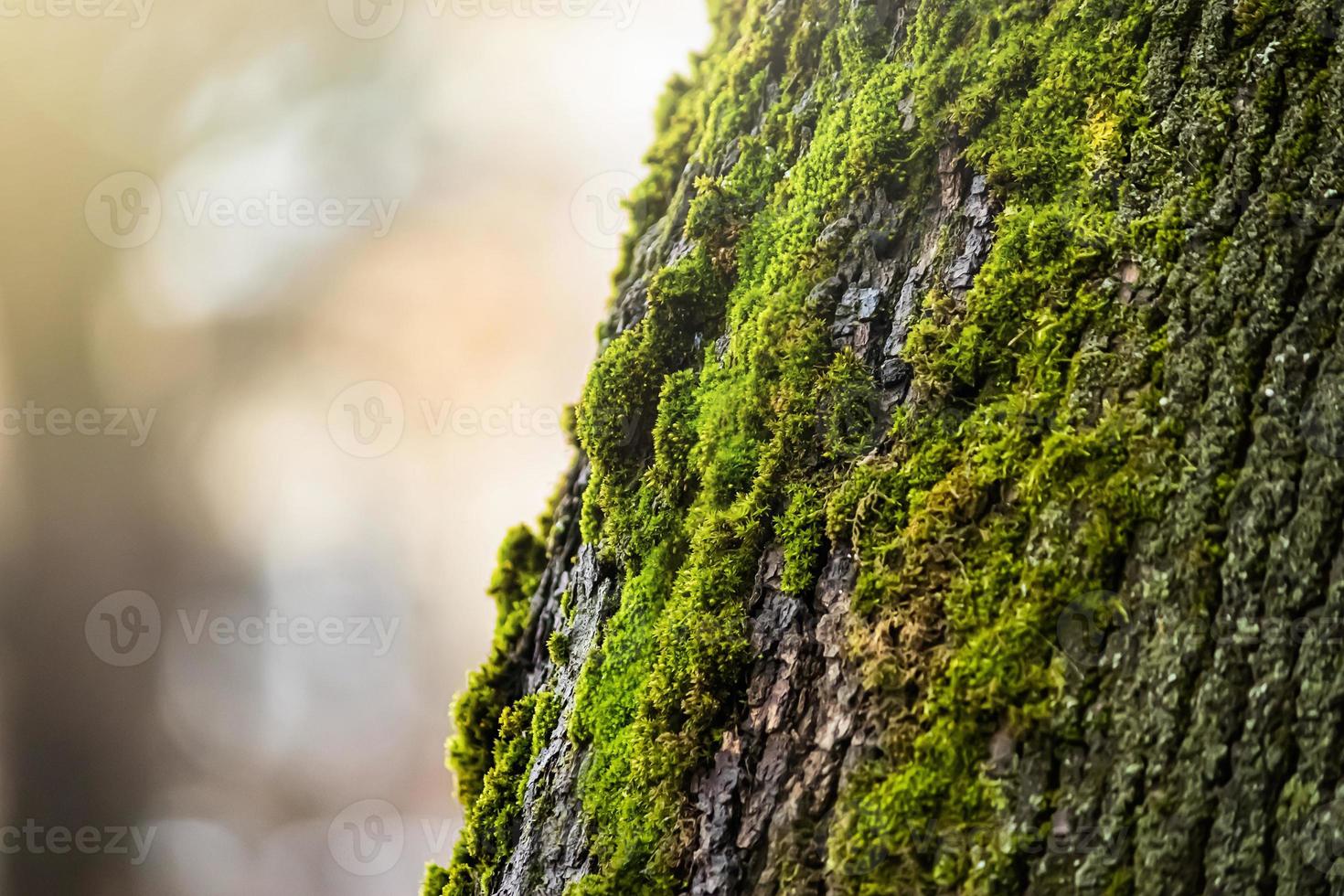 Green moss on tree. Lichen close up. Texture of bark covered with sphagnum. photo