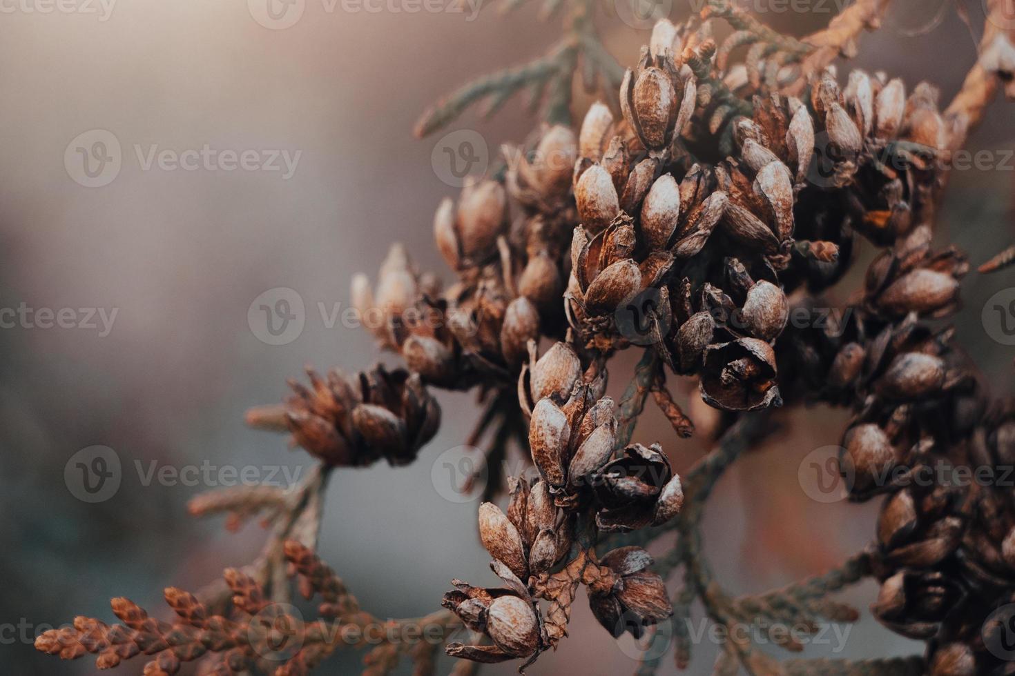 Beautiful autumn background. Dry branches of thuja. Coniferous cones. Dried trending Plants. photo