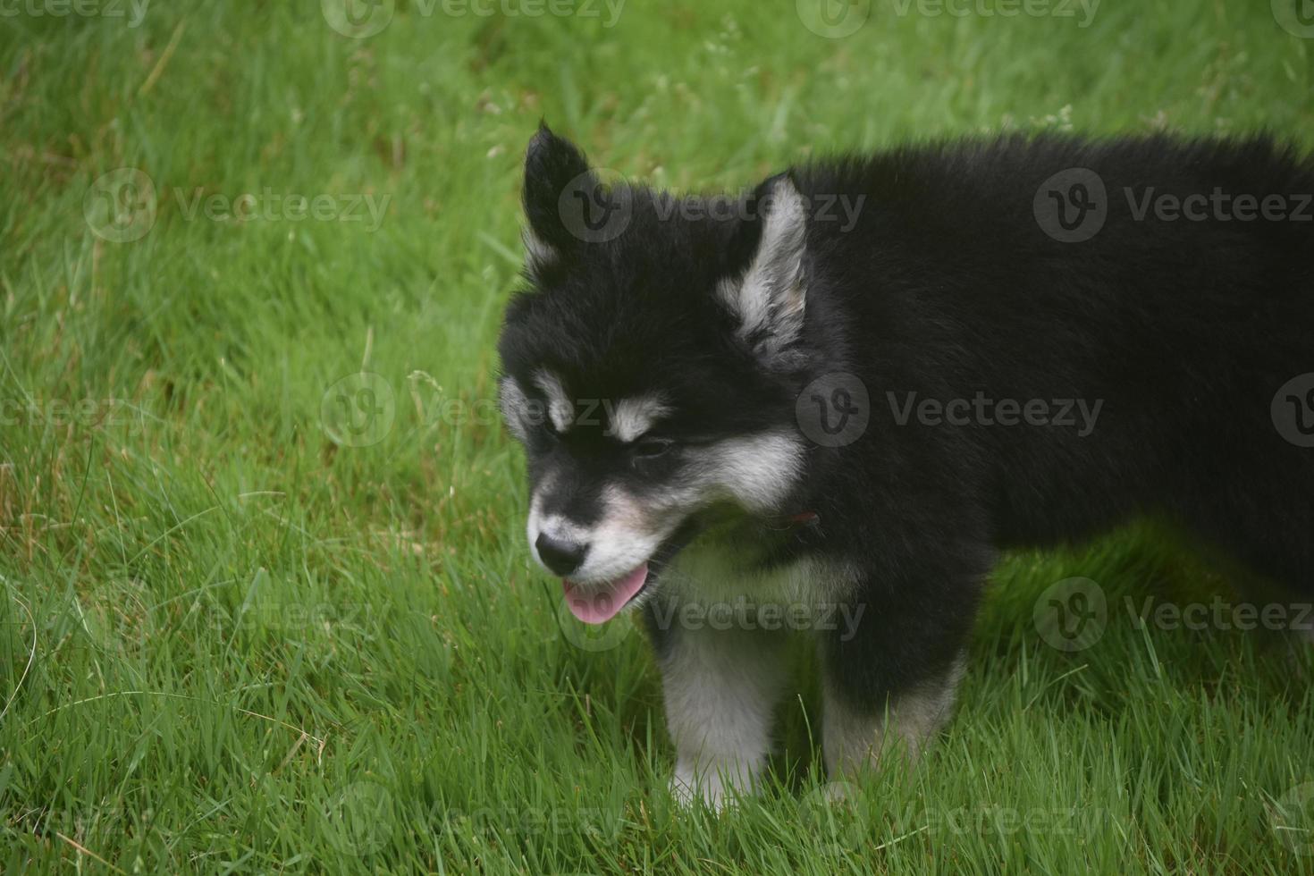 Beautiful siberian puppy playing in a field of grass photo