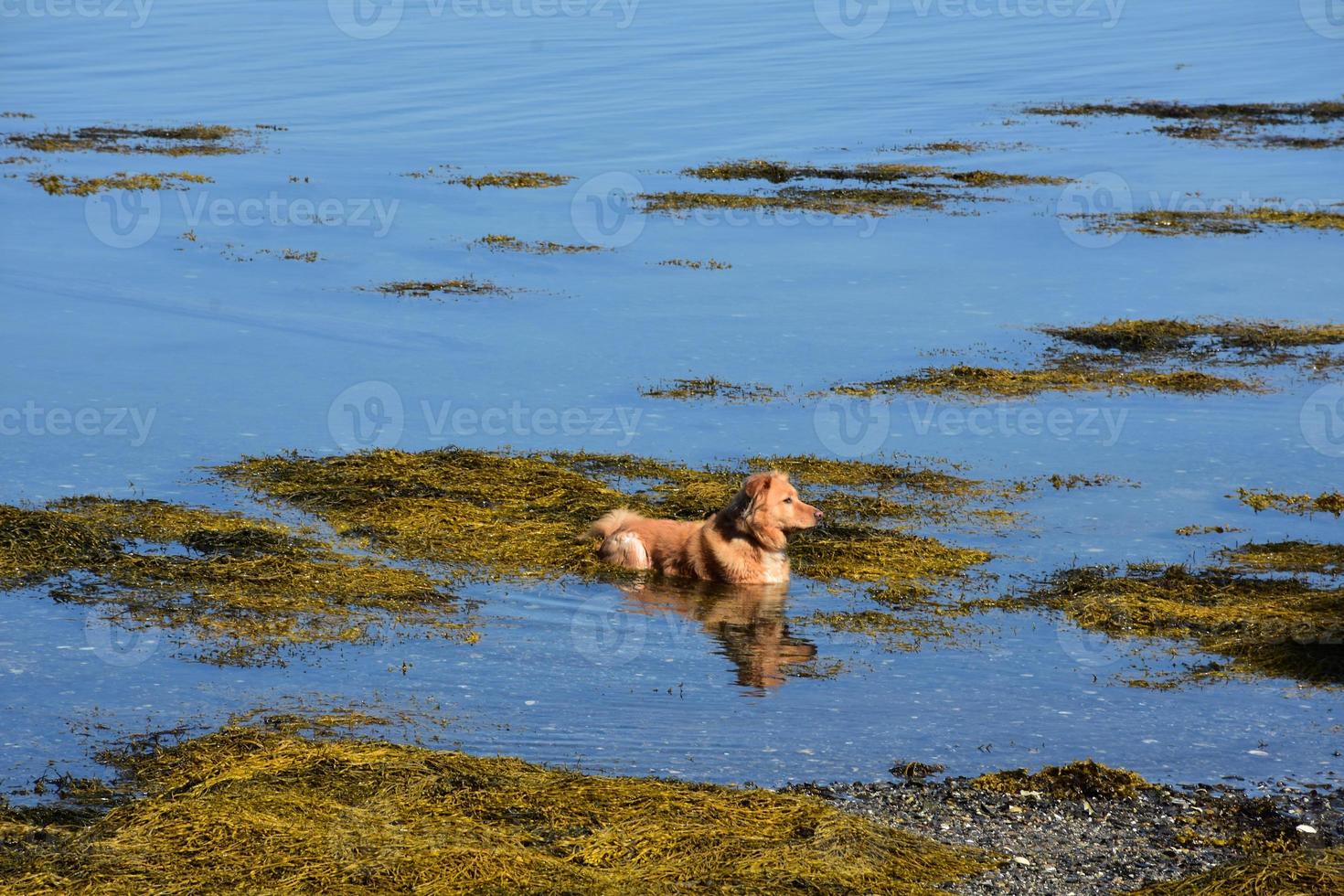 toller de pato parado en aguas poco profundas del océano con algas foto