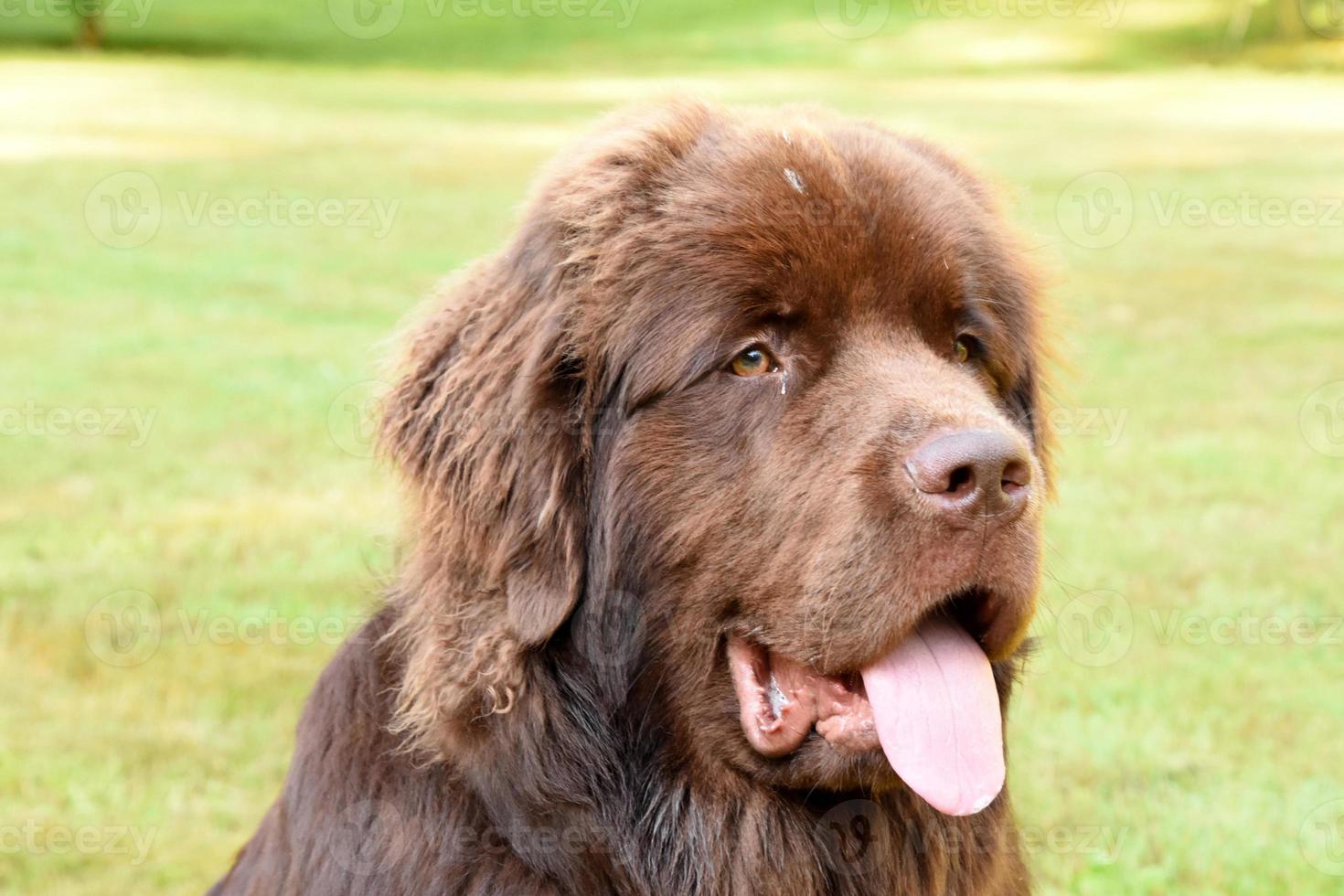 Large Brown Newfoundland Puppy Dog with his Tongue Out photo