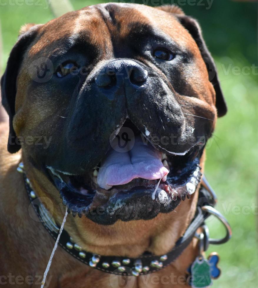 Drooling Large Old English Mastiff Dog in the Summer photo