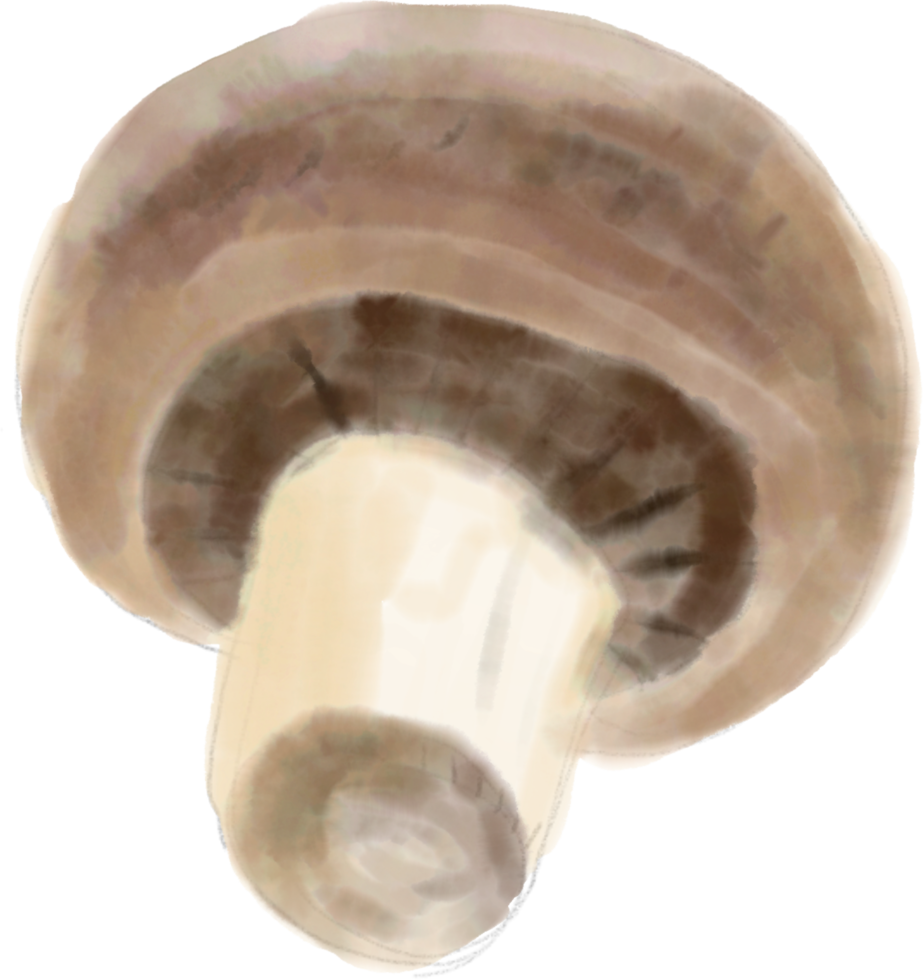 Aquarellmalerei von Pilzgemüse. png