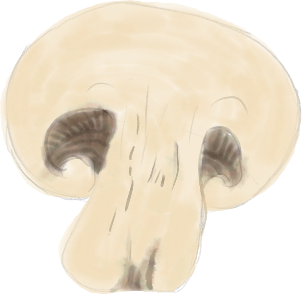 watercolor painting of mushroom vegetable. png