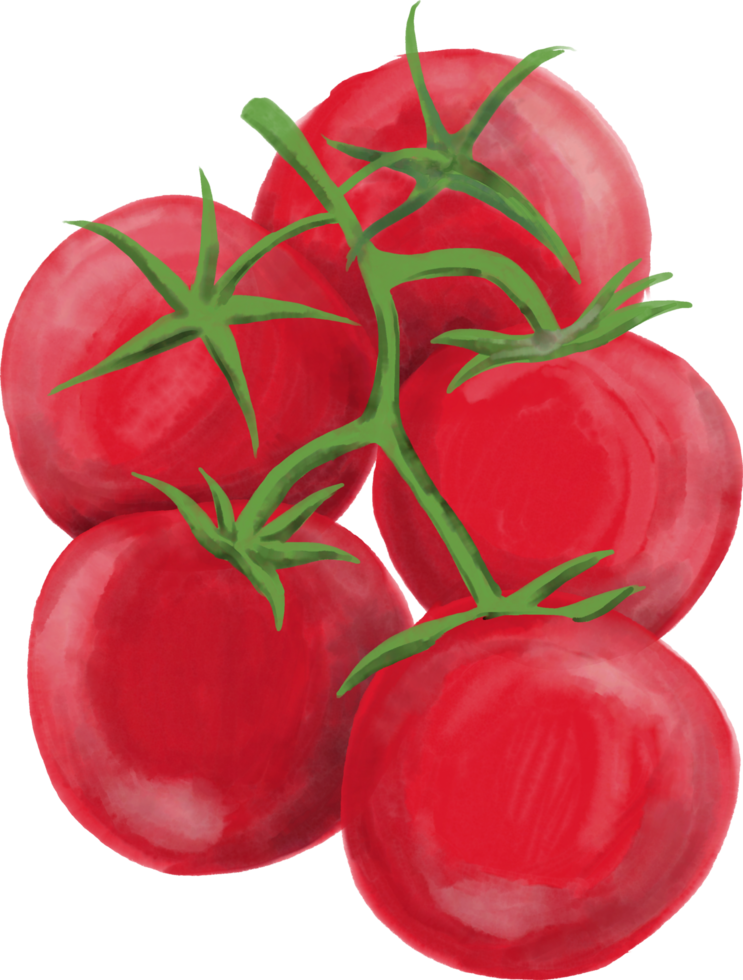 pintura acuarela de vegetales de tomate. png