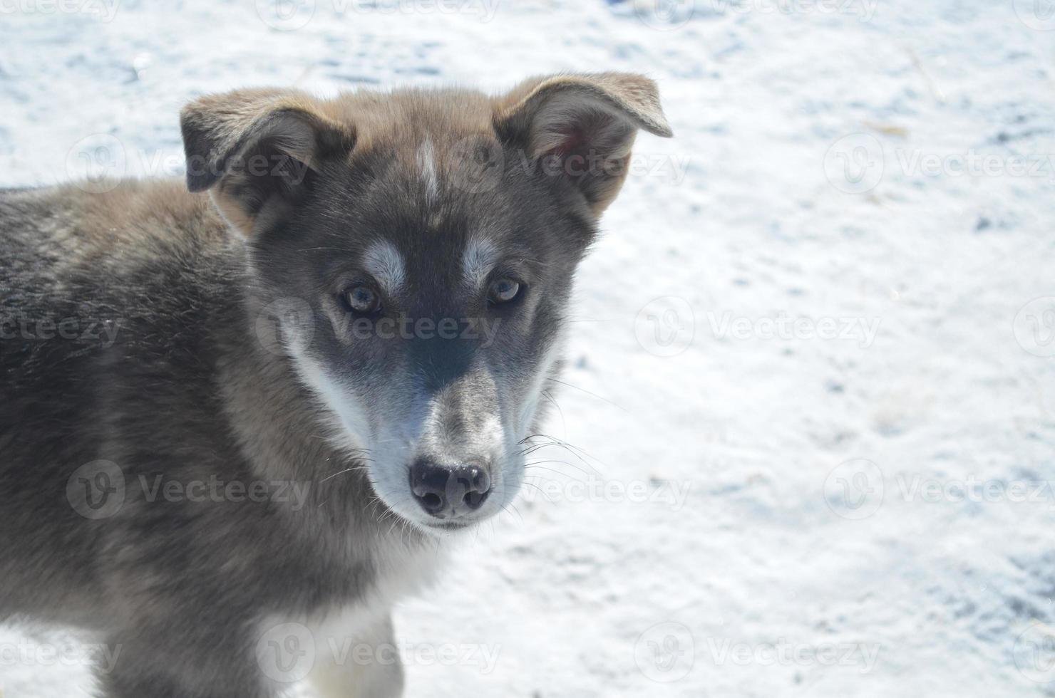 Siberian Husky Puppy Dog photo