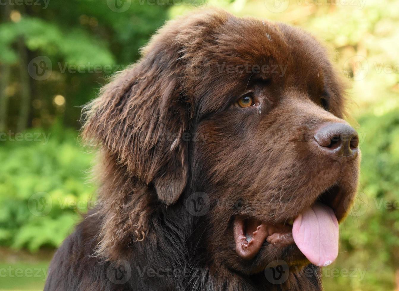 Precioso perro de Terranova marrón chocolate con la lengua fuera foto