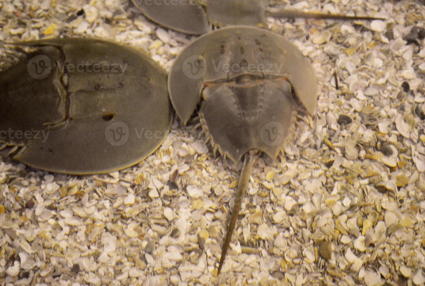 Group of Horseshoe Crabs on the Ocean Floor photo