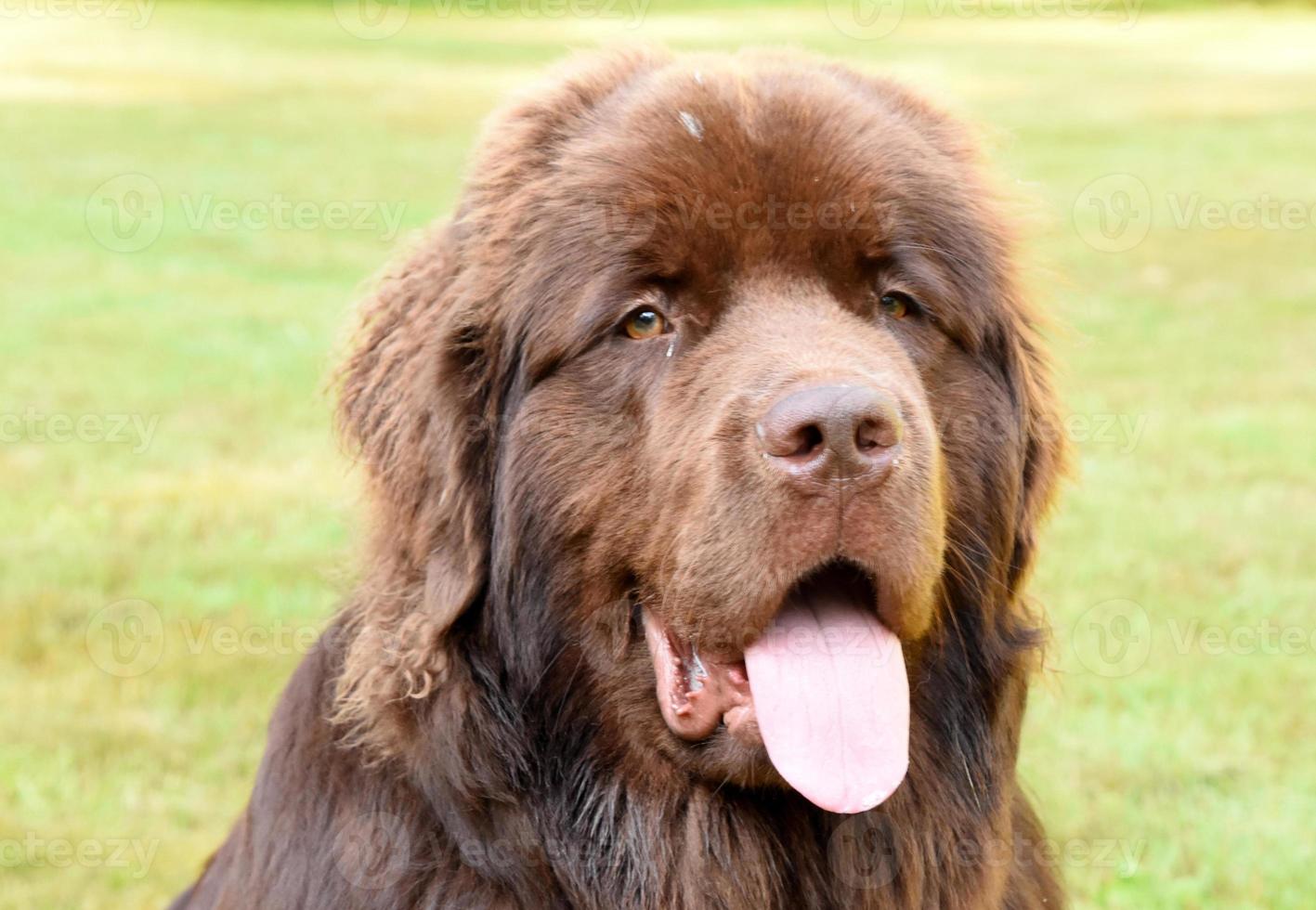 Sweet Faced Brown Newfie Dog With His Tongue Out photo