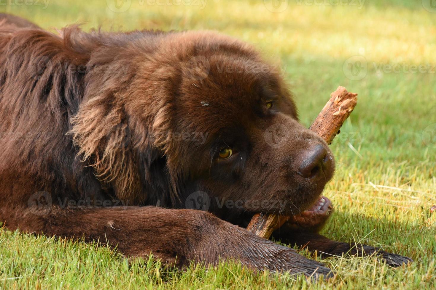 Brown Newfoundland Dog Chewing on a Stick photo