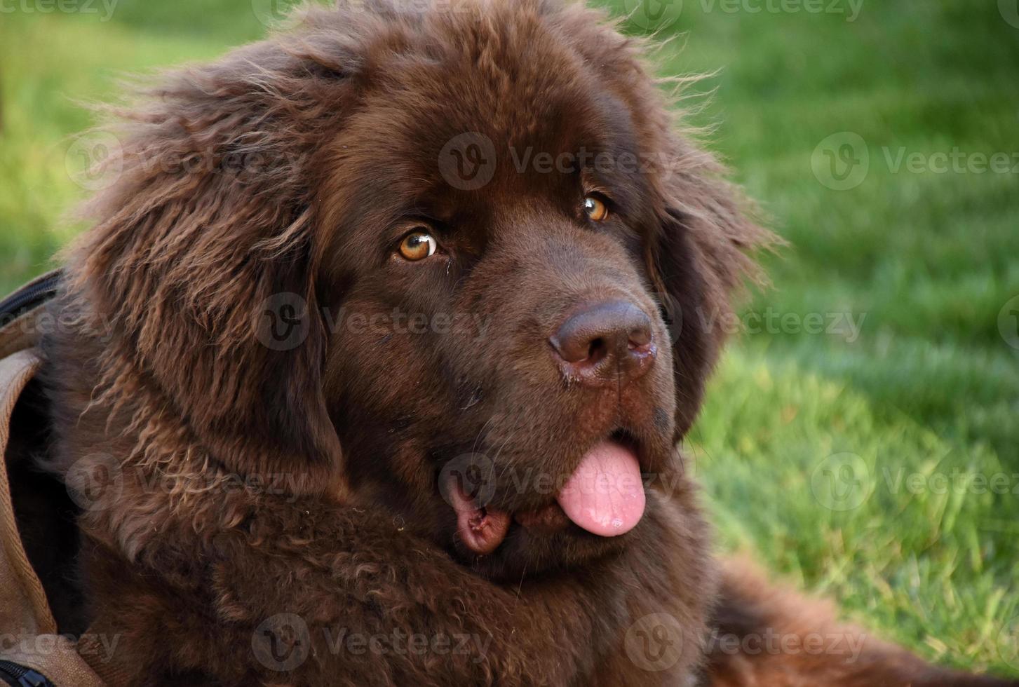 Gorgeous Chocolate Brown Newfoundland Pup in Grass photo
