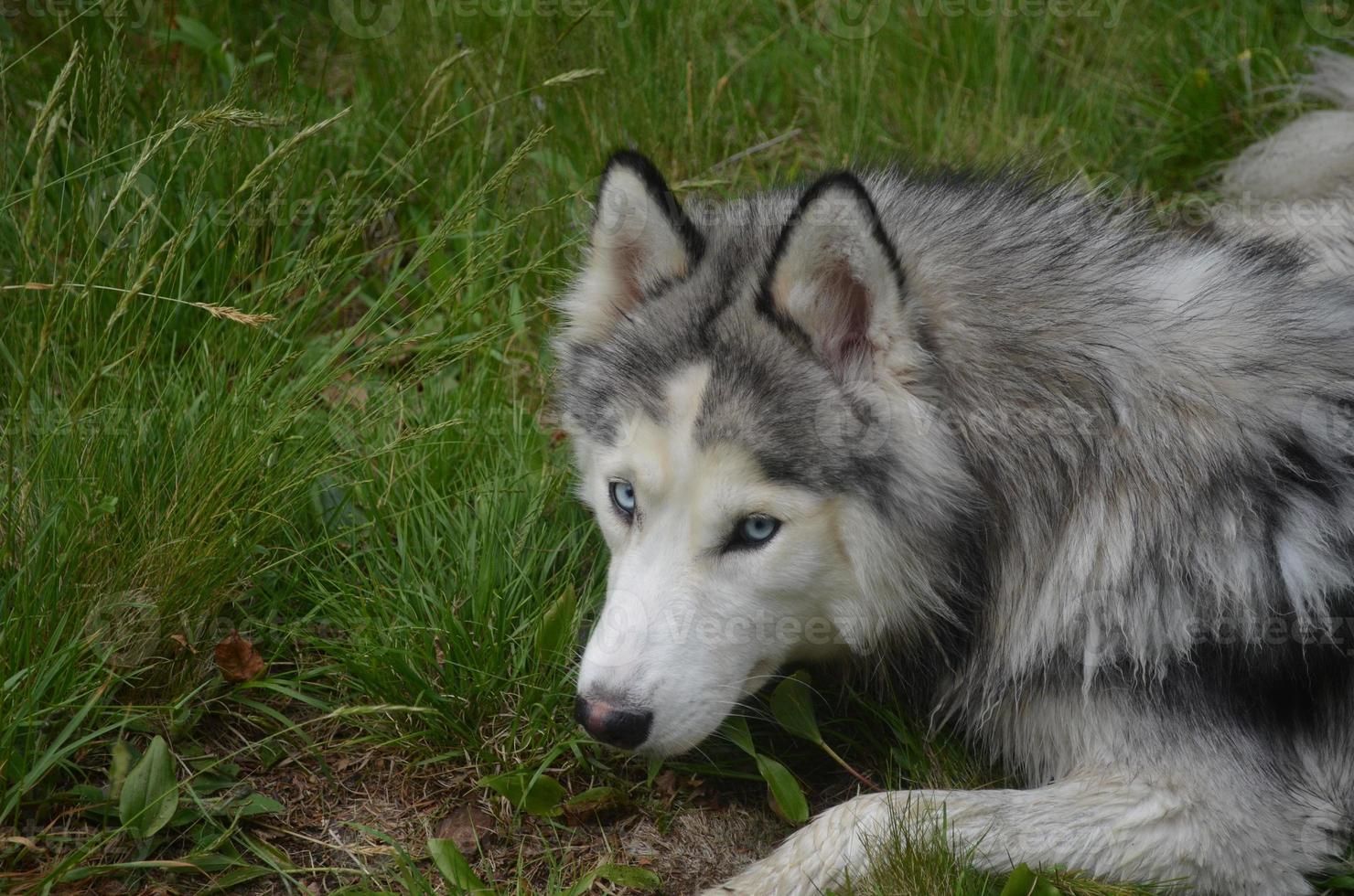 Siberian Husky Who Looks Like He Was Caught photo