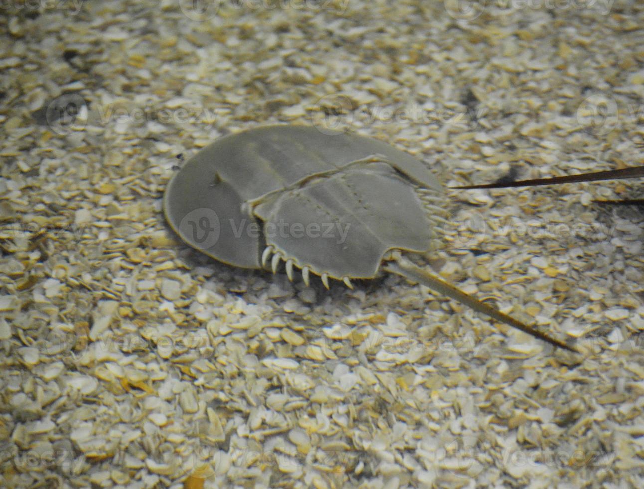 Underwater Glimpse of a Horseshoe Crab on the Ocean Floor photo