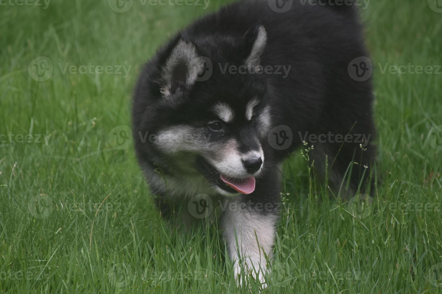Loveable siberian husky playing in a field of grass photo
