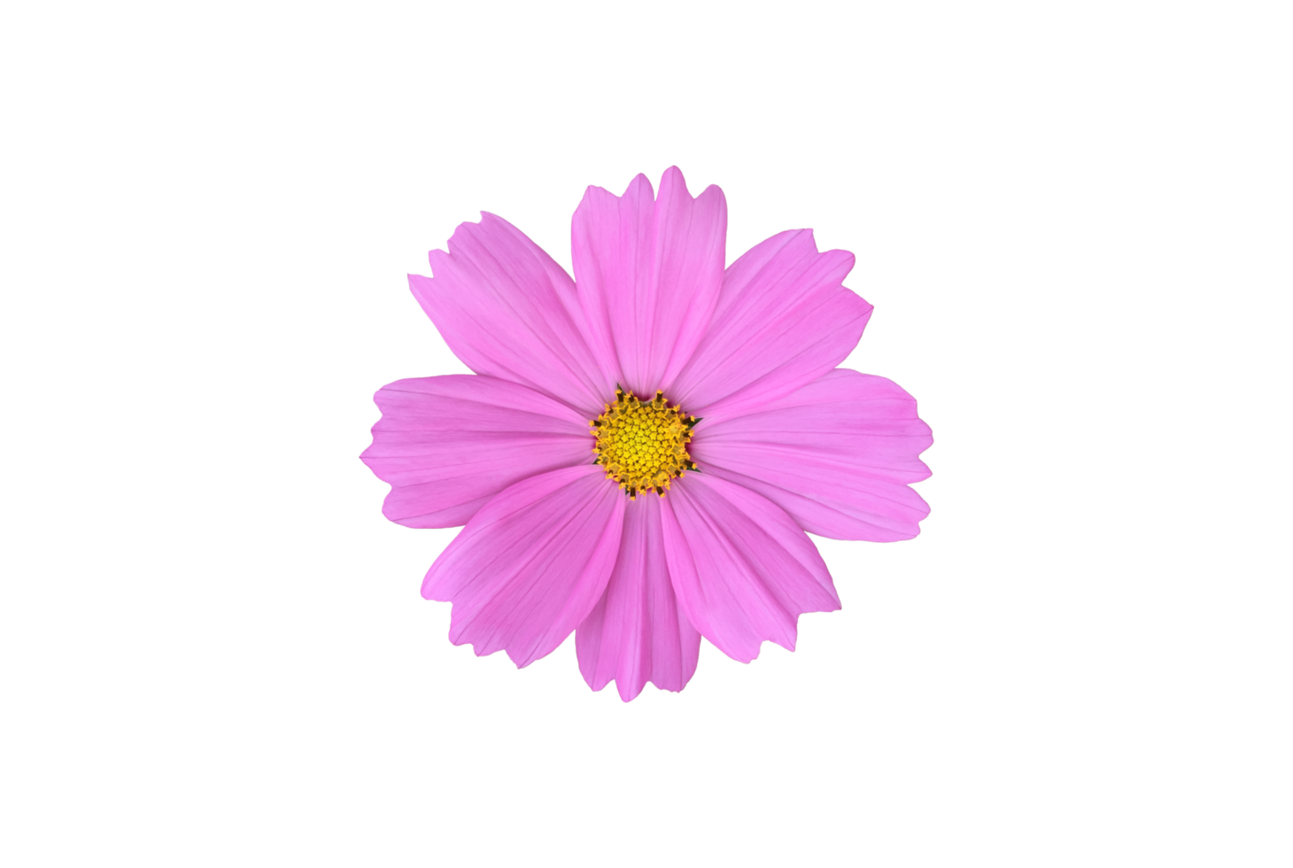 Isolated pink cosmos flower with clipping paths. png