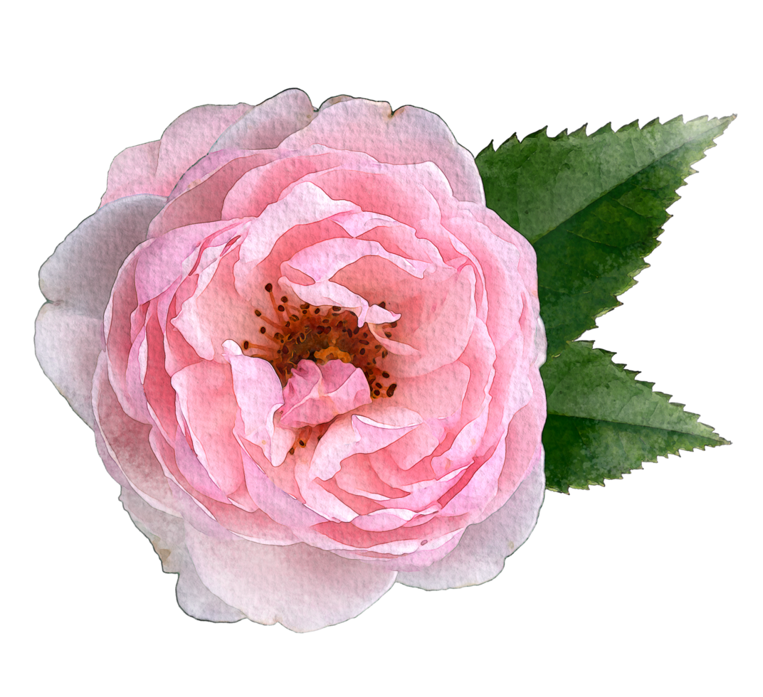 watercolor pink rose and leaves. png