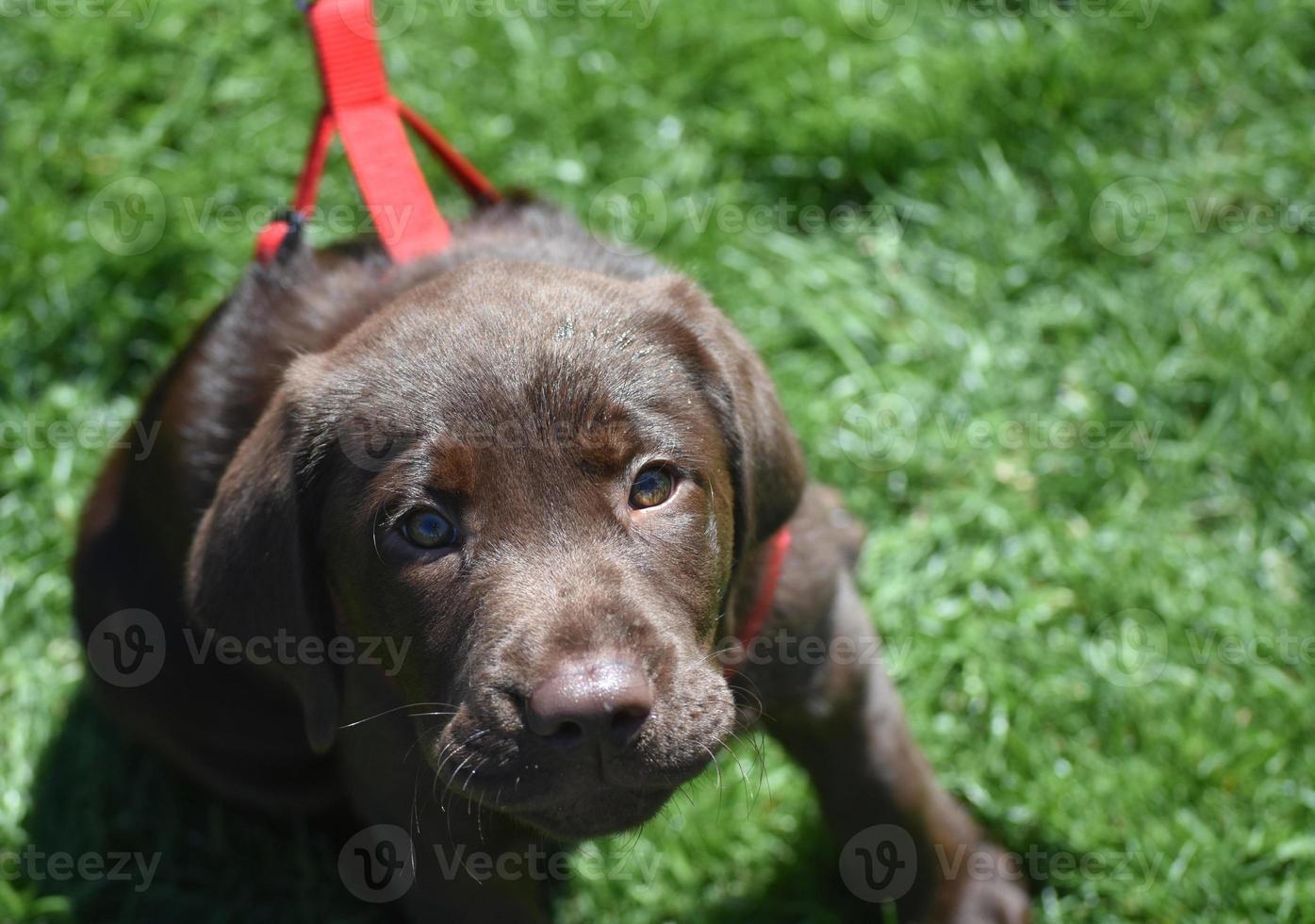 Adorable Chocolate Labrador Puppy in a Red Harness 11835969 Stock Photo