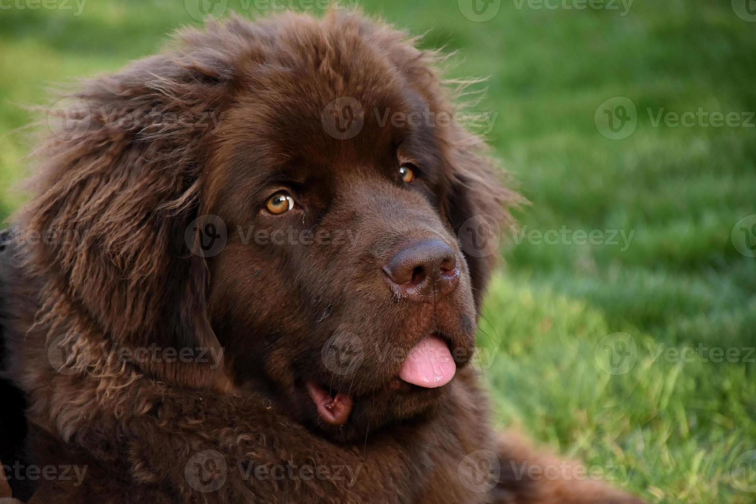 Pink Tongue Sticking Out on a Young Brown Newfie photo