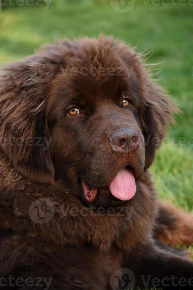Very Sweet Faced Chocolate Brown Newfoundland Pup photo
