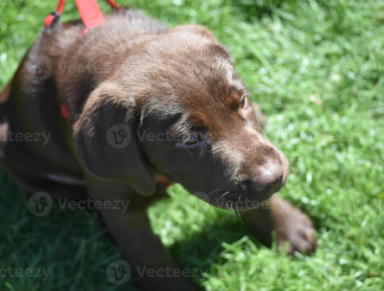 Sweet Chocolate Lab Puppy in the Summer 11835985 Stock Photo at Vecteezy