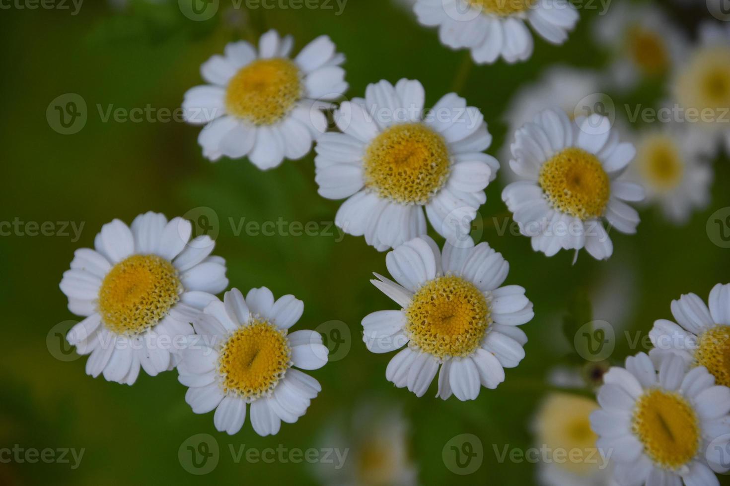 Beautiful Up Close Flowering Feverfew Flowers Blossoms photo