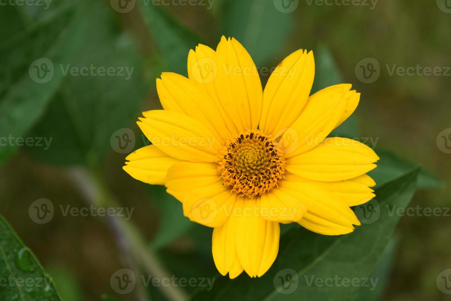 primer plano brillante de un falso girasol amarillo floreciente 11835990  Foto de stock en Vecteezy