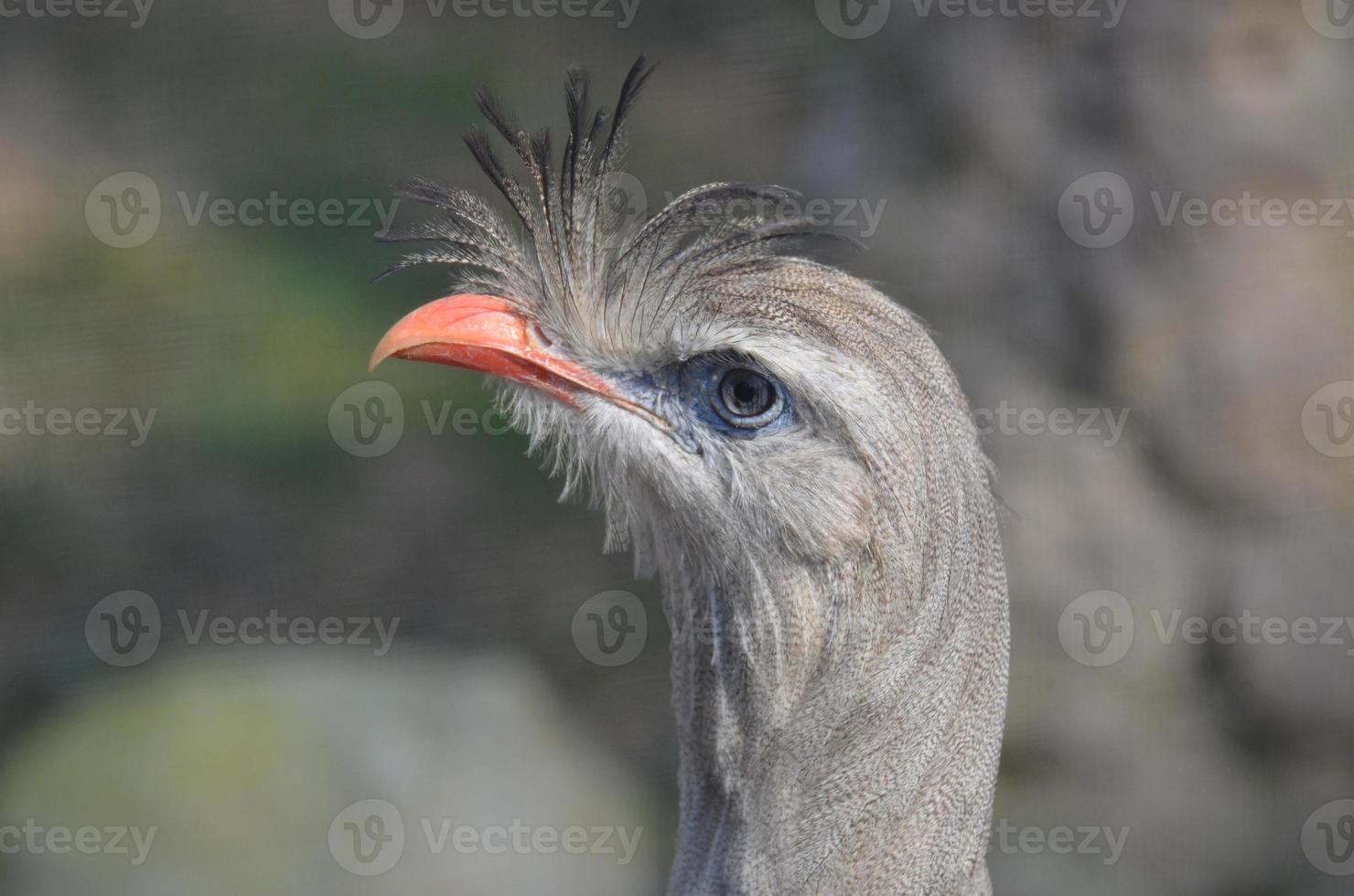 perfil de un pájaro seriema gris con plumas de pie foto