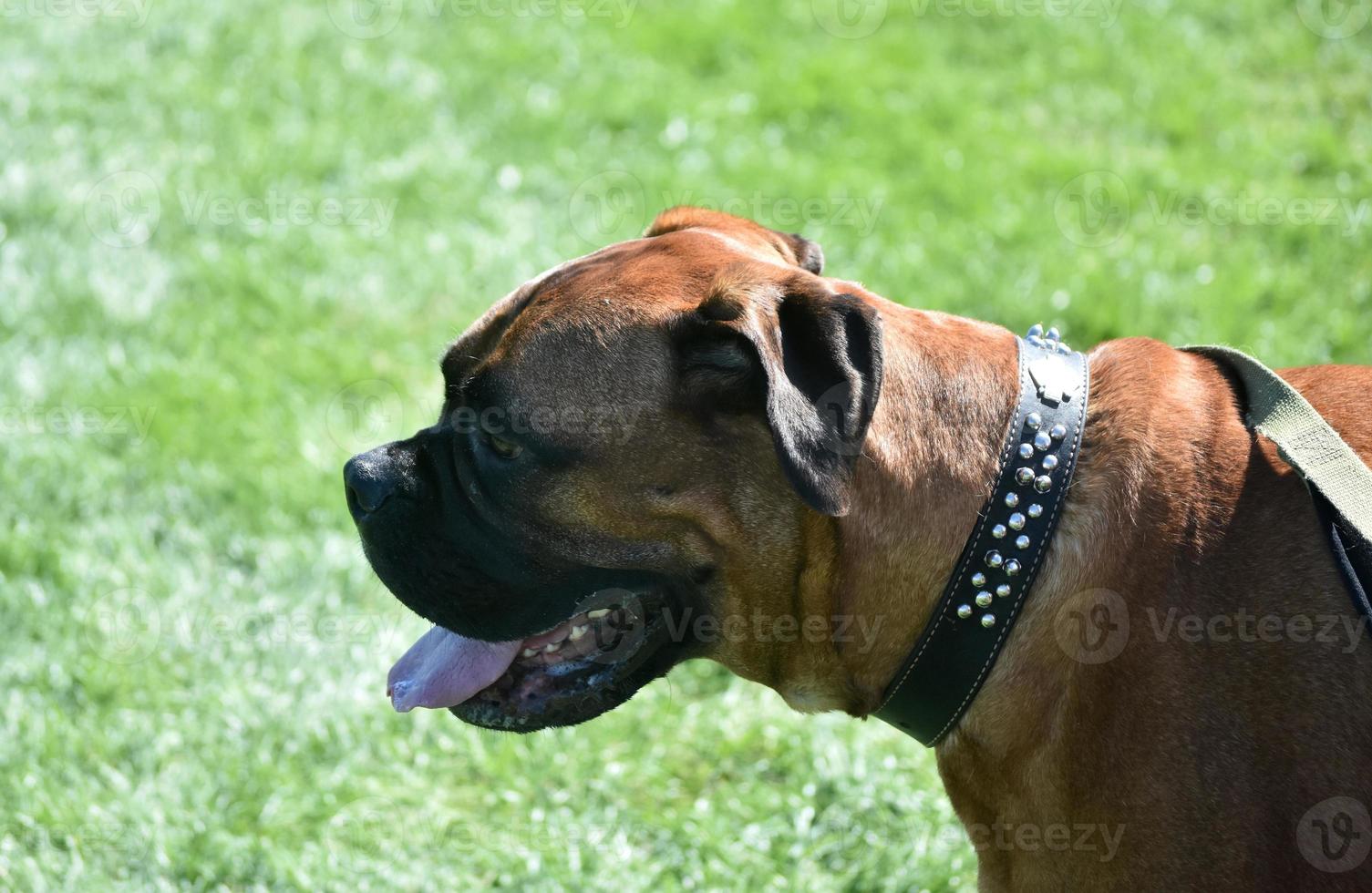 Side View of an English Mastiff Dog on a Leash photo