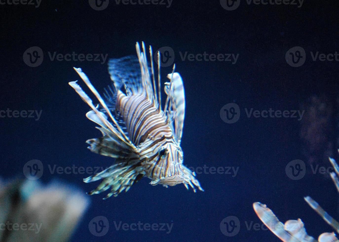 Distictive Multicolored Lionfish Swimming In an Aquarium photo