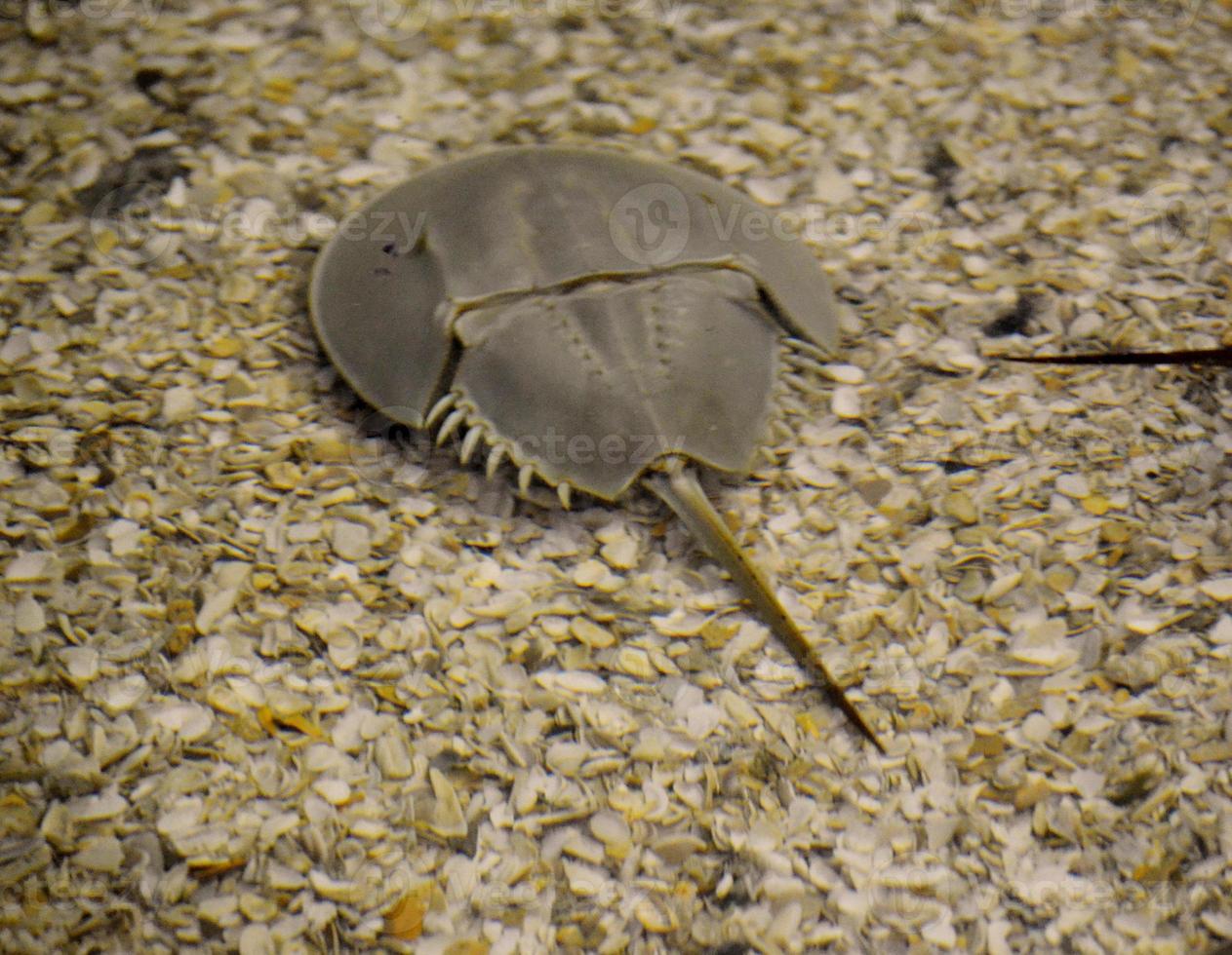 Rare Horseshoe Crab Sitting on the Bottom of the Ocean photo