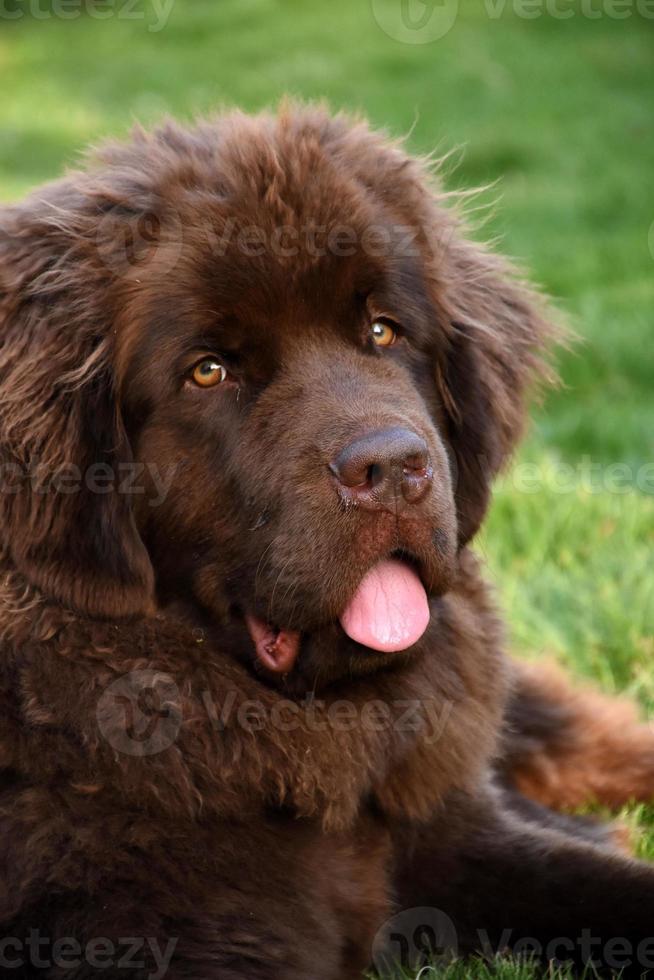 Sweet Faced Young Brown Newfoundland Dog with His Tongue Out photo