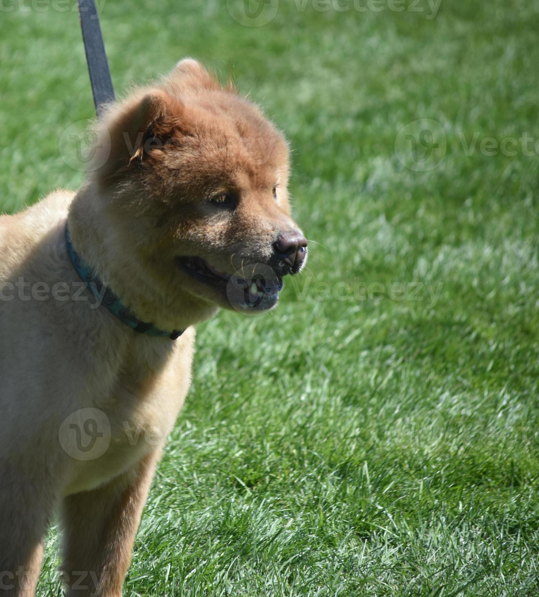 Cute Chow Puppy on a Leash in a Field 11836097 Stock Photo at Vecteezy