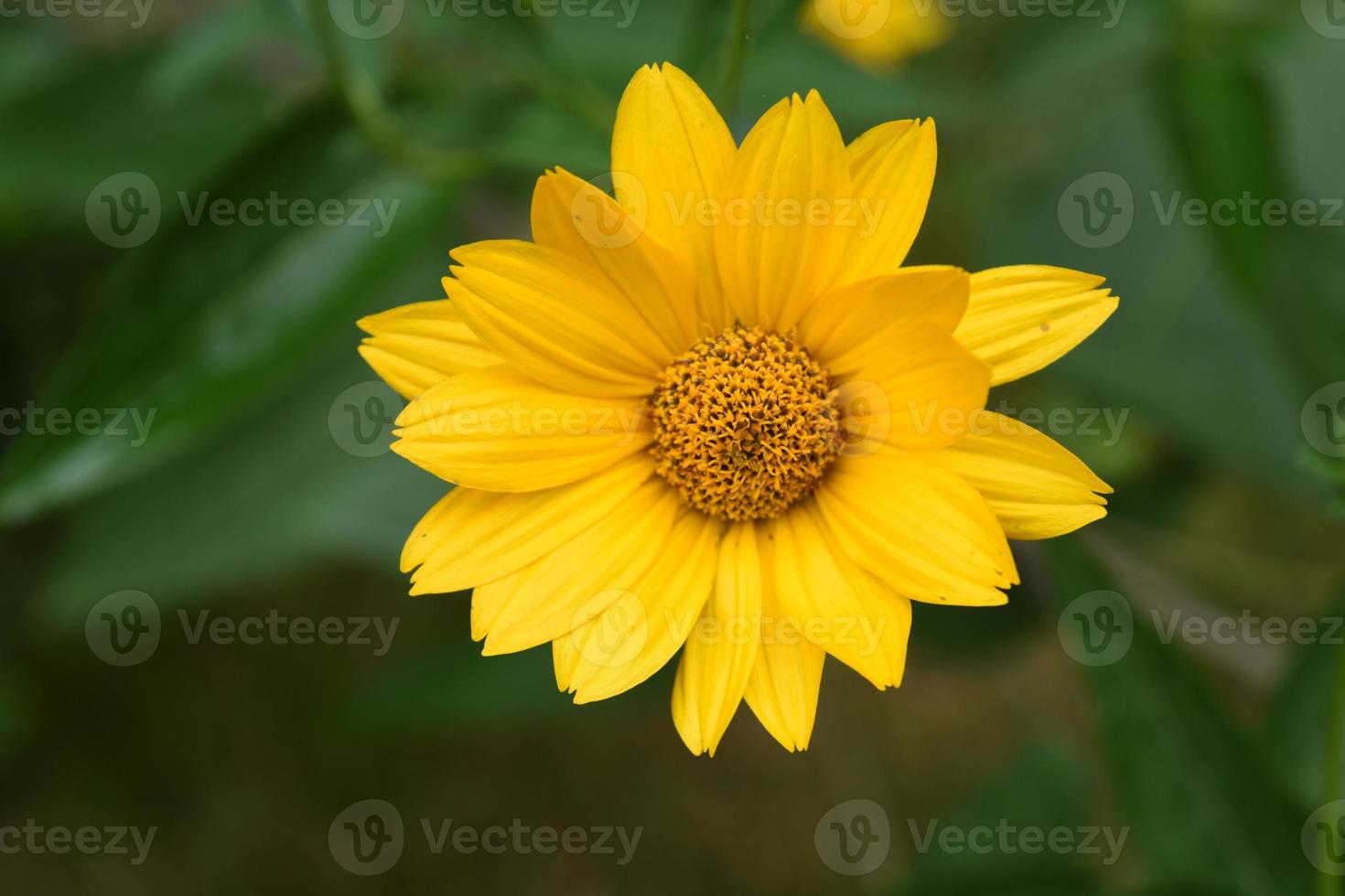 brillante mirada de cerca a un falso girasol en flor 11836107 Foto de stock  en Vecteezy