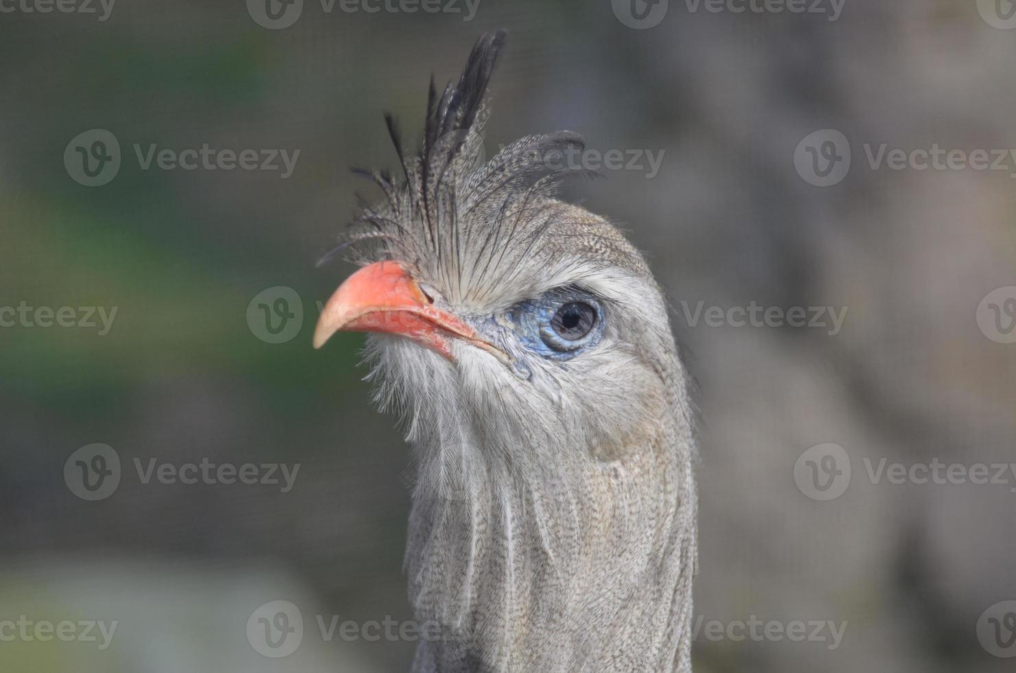 Seriema Bird with Feathers Standing Up with an Orange Beak photo