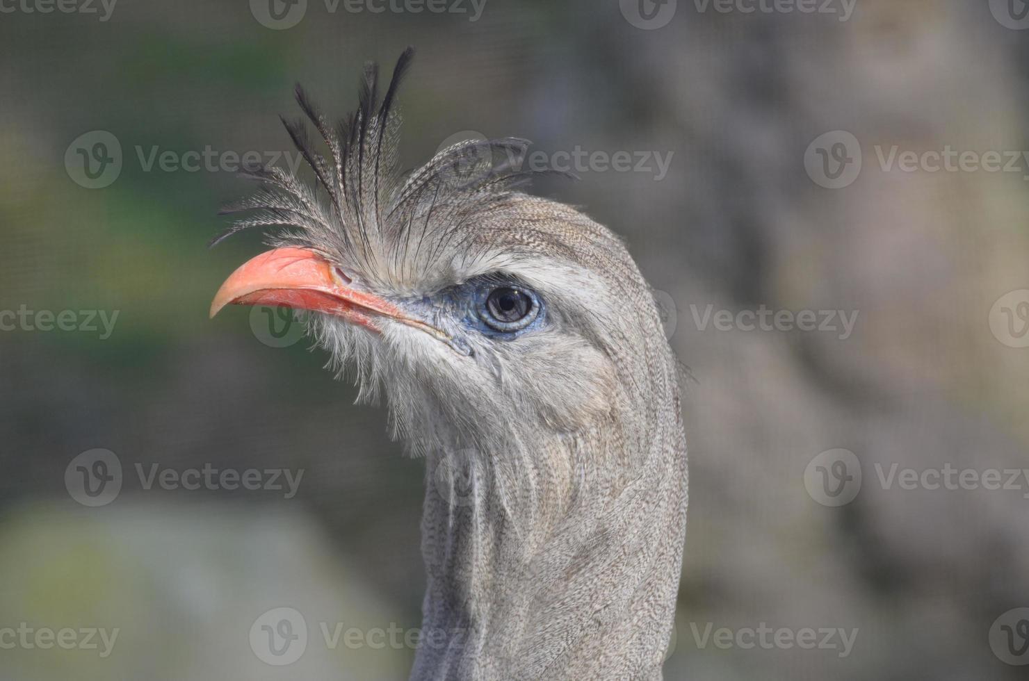 pájaro seriema gris con un perfil de pico naranja foto