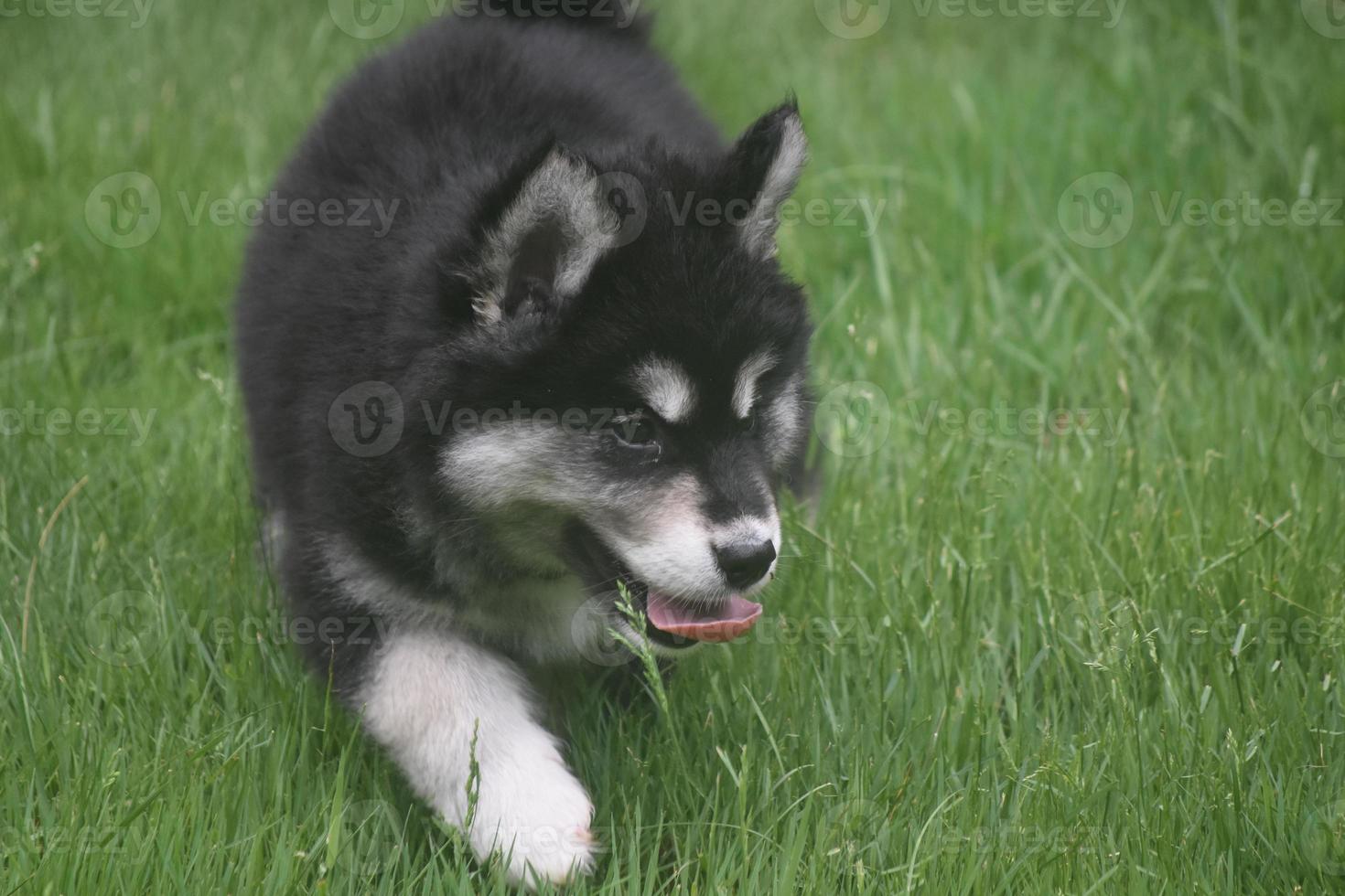 Adorable siberian puppy panting in the grass photo