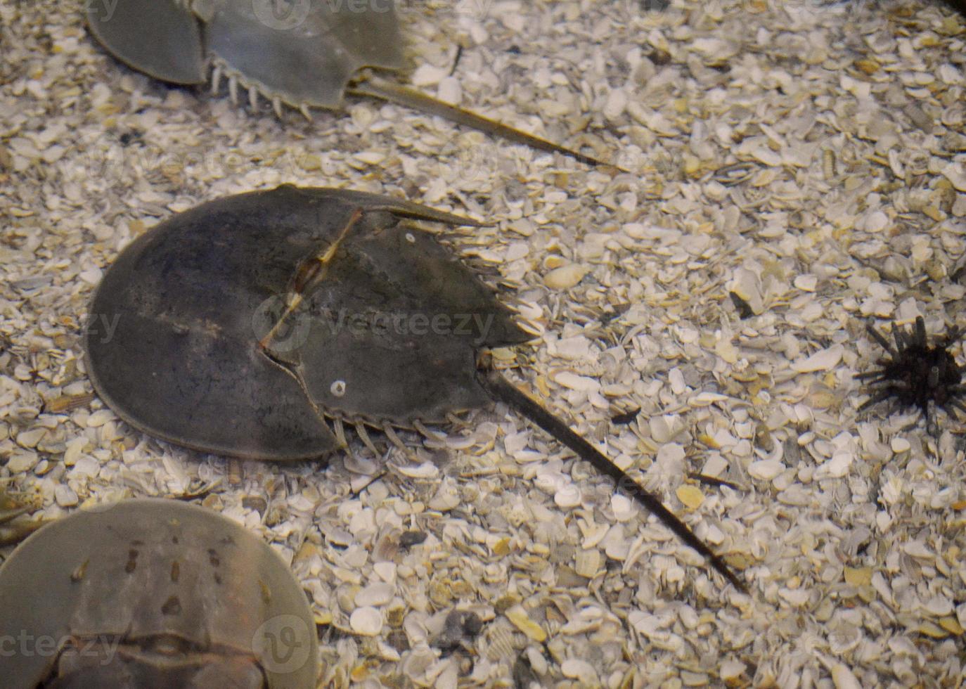 A Look Underwater at a Horseshoe Crab photo