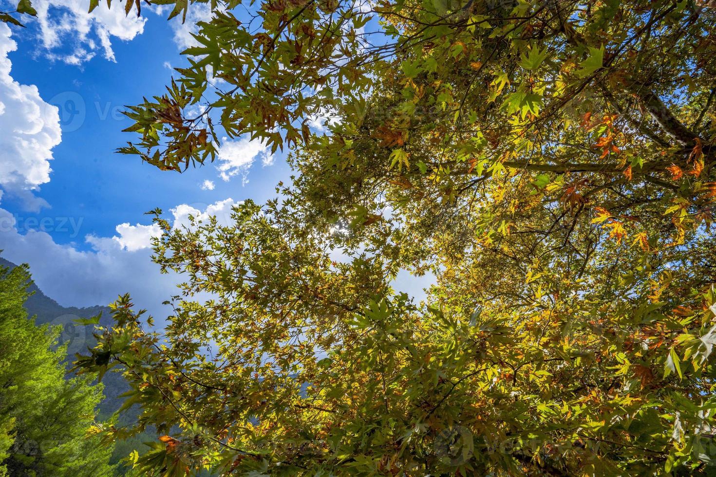 Colorful trees and autumn landscape in deep forest. The autumn colors in the forest create a magnificent view. autumn view in nature photo