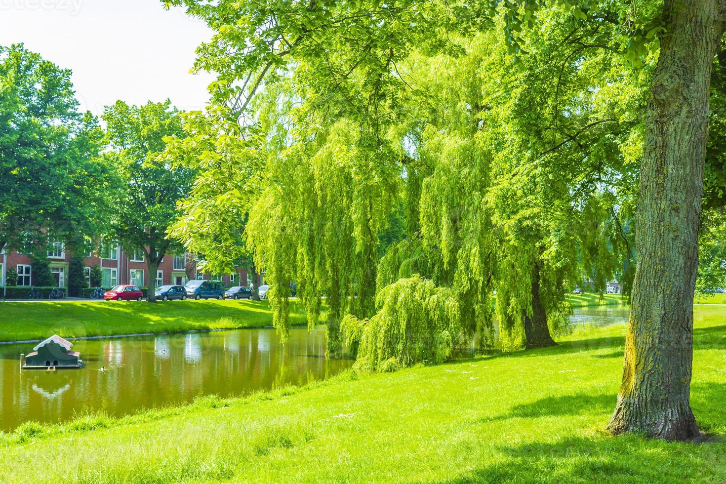 Forest park trees plants and nature city of Groningen Netherlands. photo