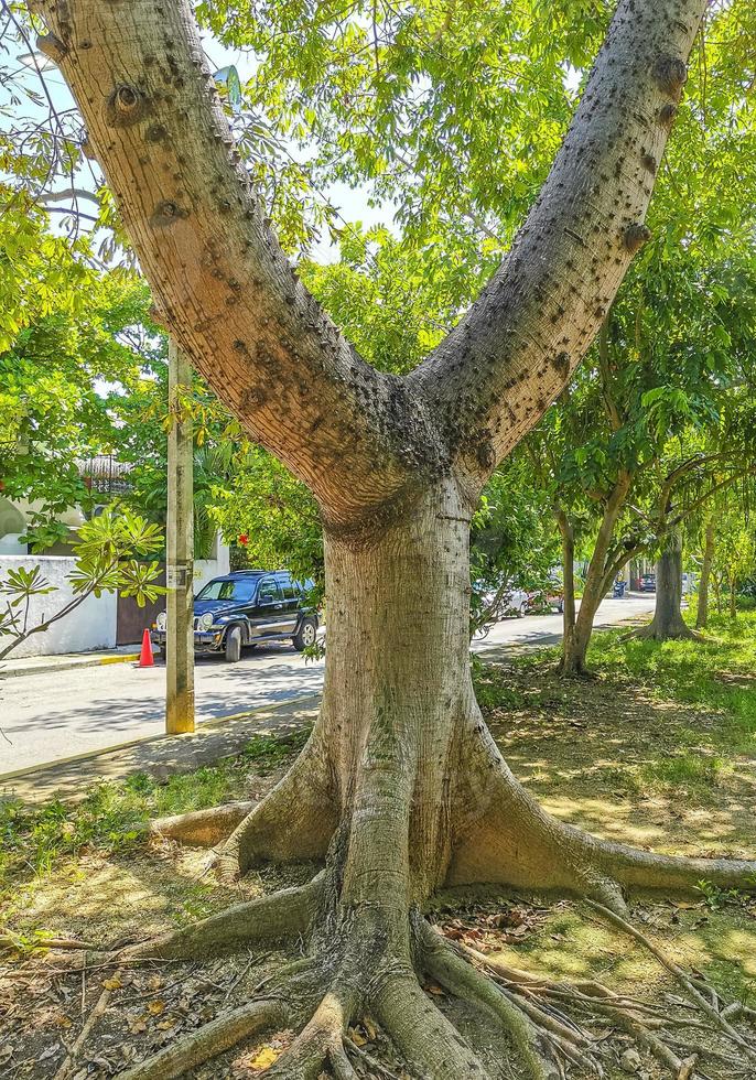 Huge beautiful Kapok tree Ceiba tree with spikes in Mexico. photo