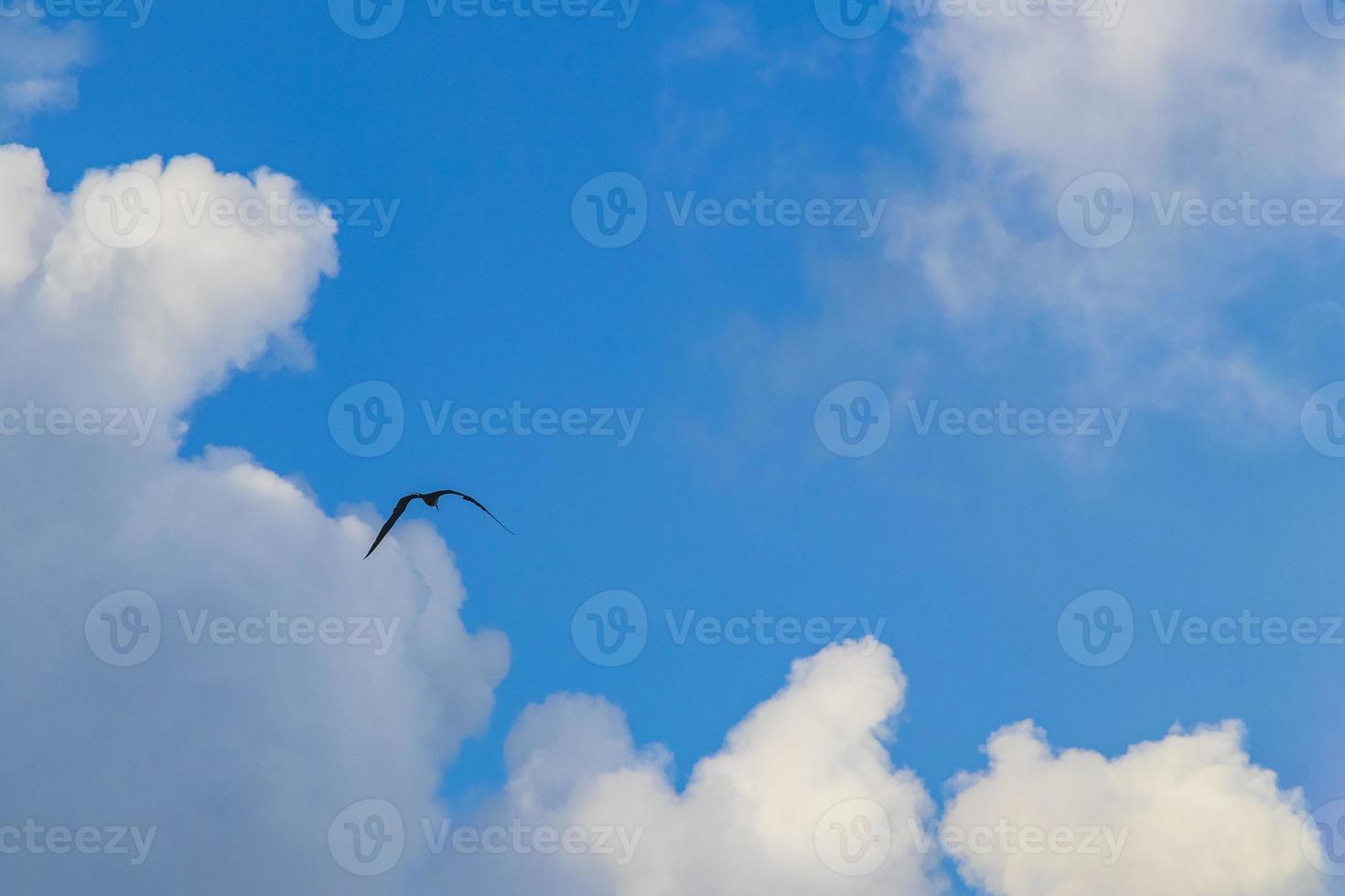 Fregat birds flock fly blue sky clouds background in Mexico. photo