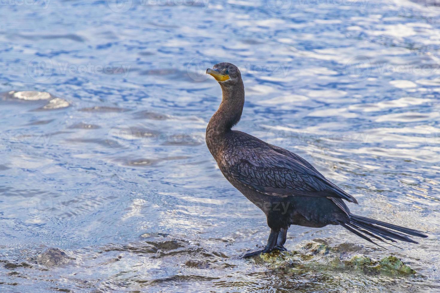 Neotropis Long-tailed Cormorant on rock stone at Beach Mexico. photo