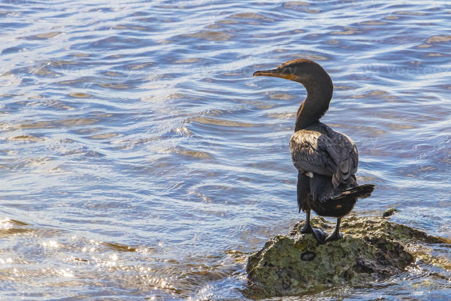 Neotropis Long-tailed Cormorant on rock stone at Beach Mexico. photo