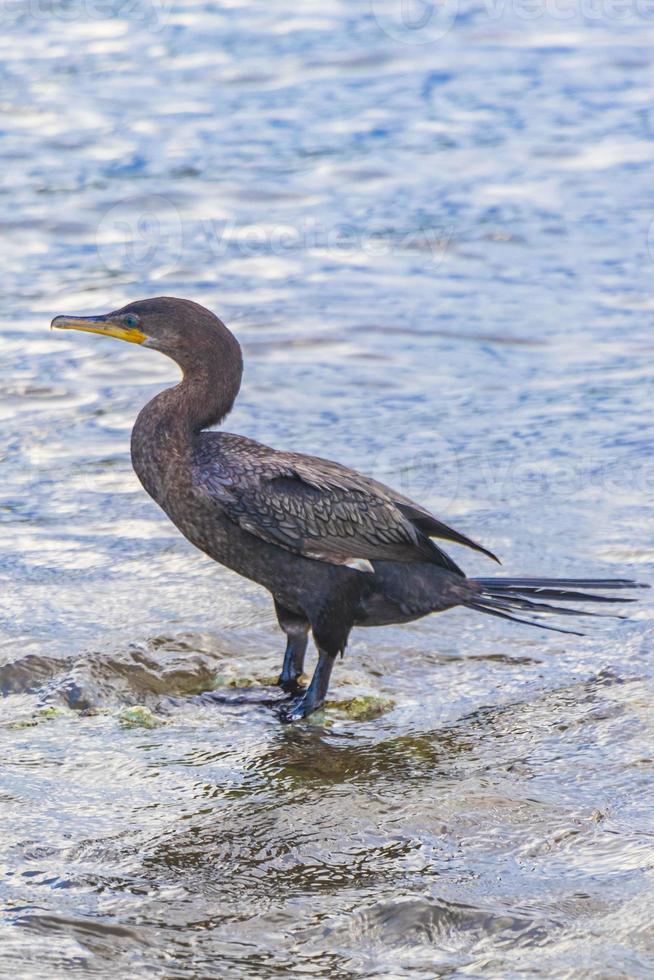 Neotropis Long-tailed Cormorant on rock stone at Beach Mexico. photo